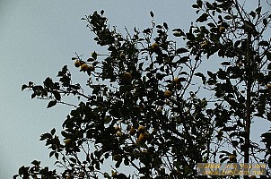 dscf0793.jpg