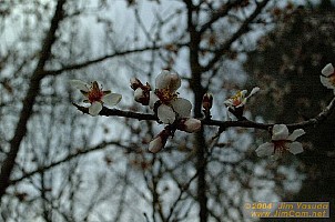 dscf1504.jpg