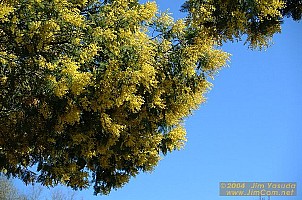 dscf0343.jpg