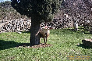 dscf0397.jpg