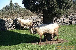 dscf0398.jpg
