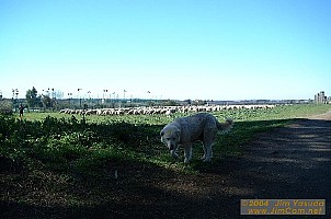 dscf0431.jpg