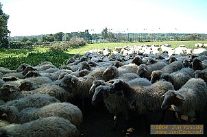 dscf0443.jpg